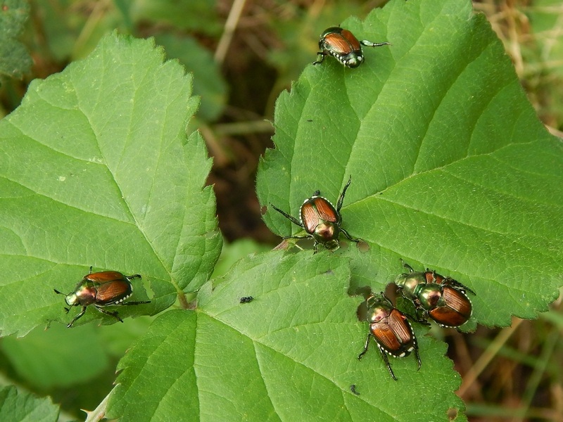 Popillia japonica, Rutelidae - nuovo alieno in Italia